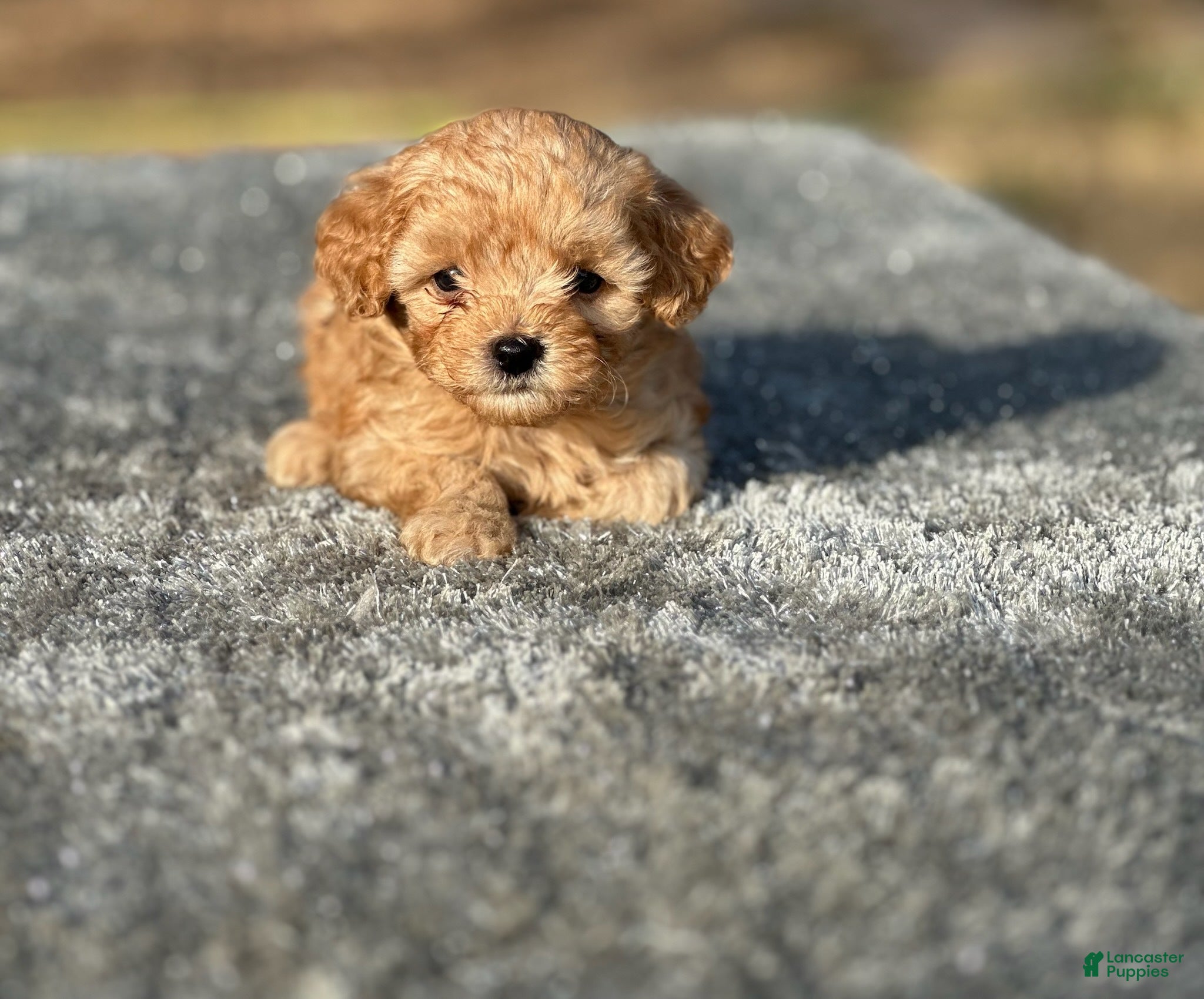 Cavapoo dogs Jackson - Ad 5