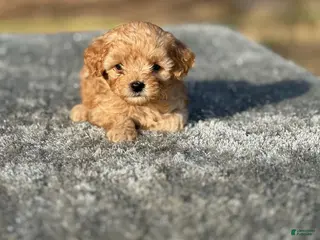 Cavapoo dogs Jackson - Ad 5