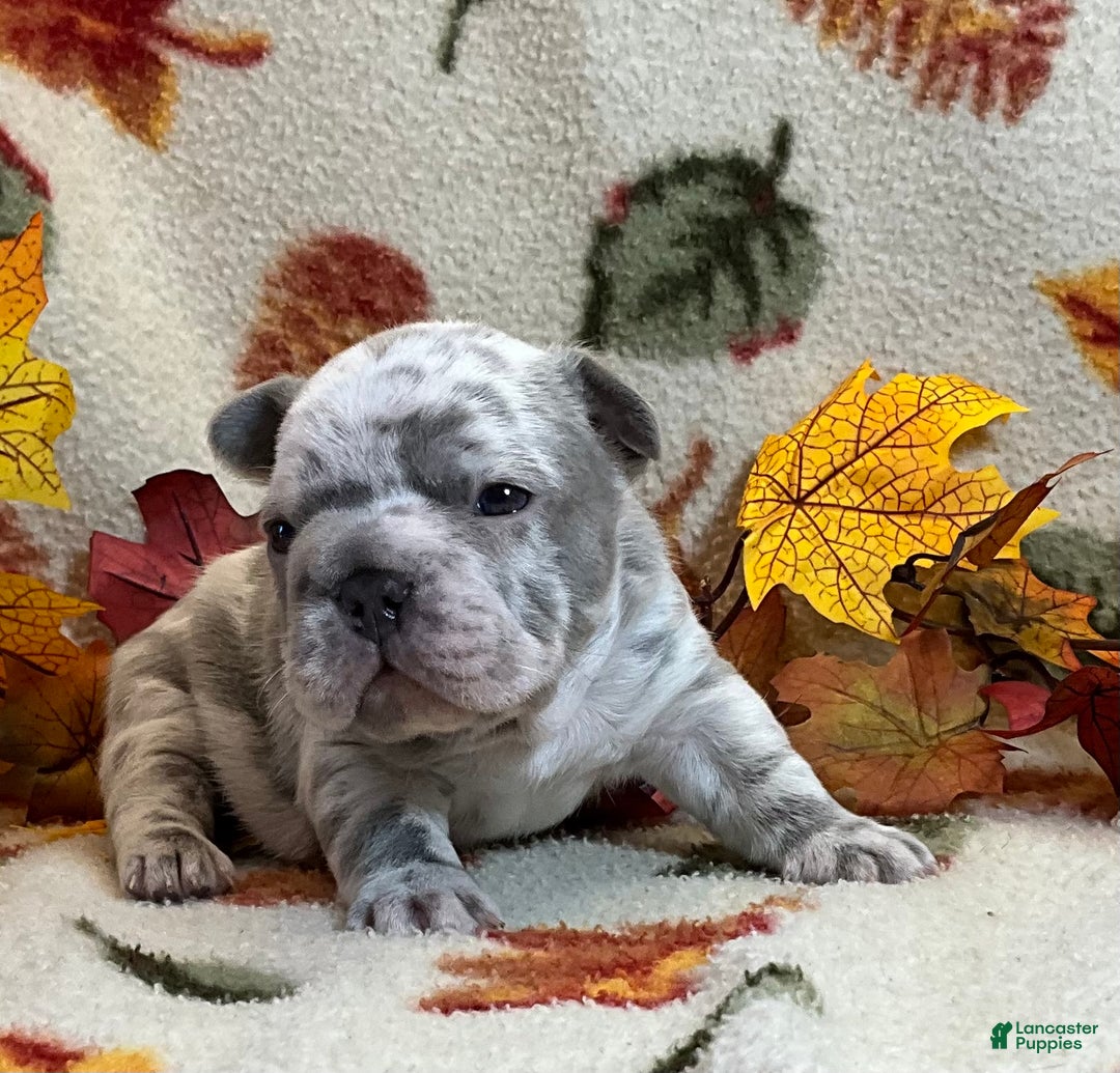 French Bulldog dogs for sale: Garmin - Ad 24
