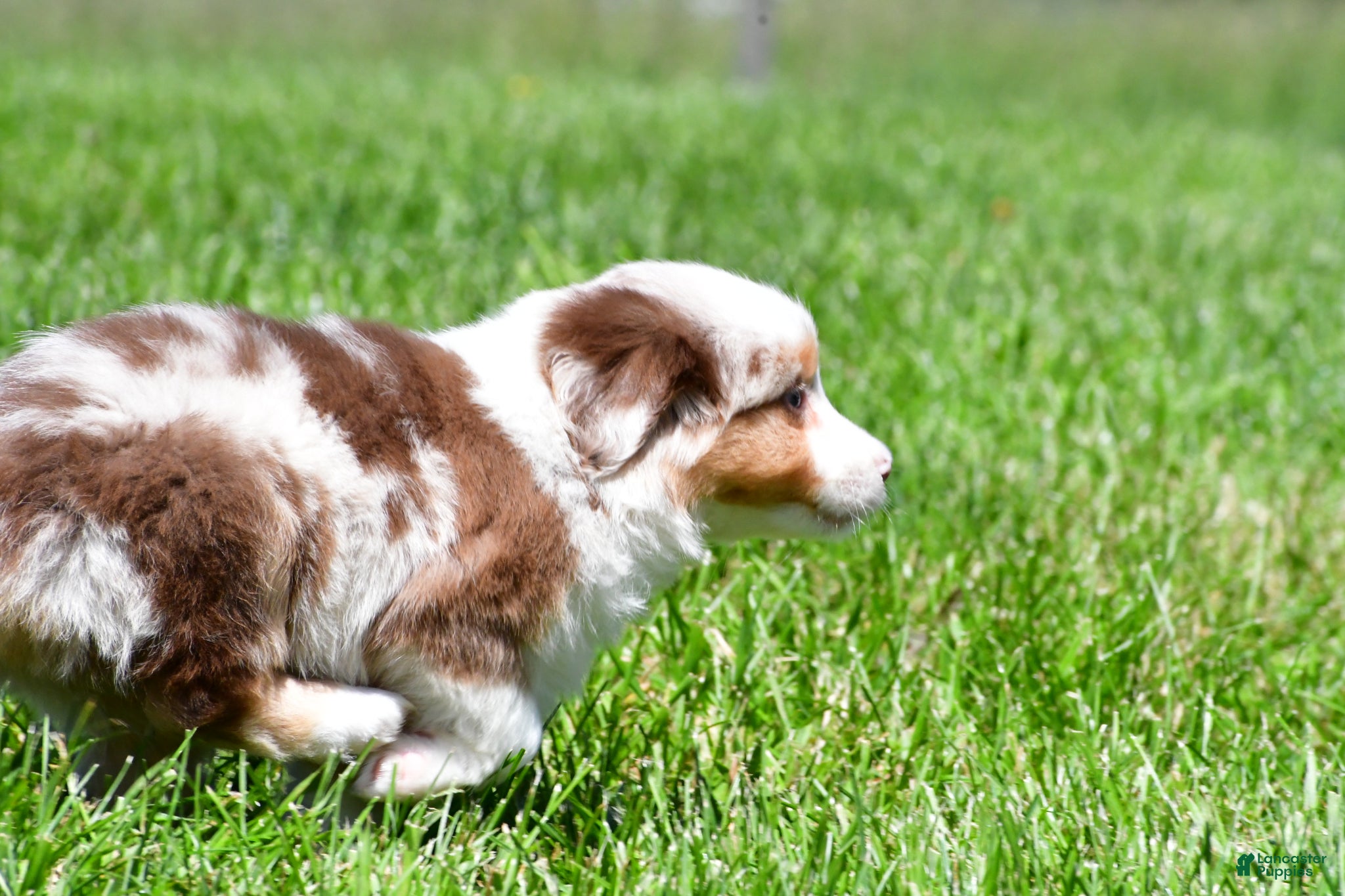 Miniature Australian Shepherd dogs for sale: Crystal - Ad 8