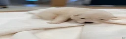 Samoyed dogs for sale: Chase - Ad 4