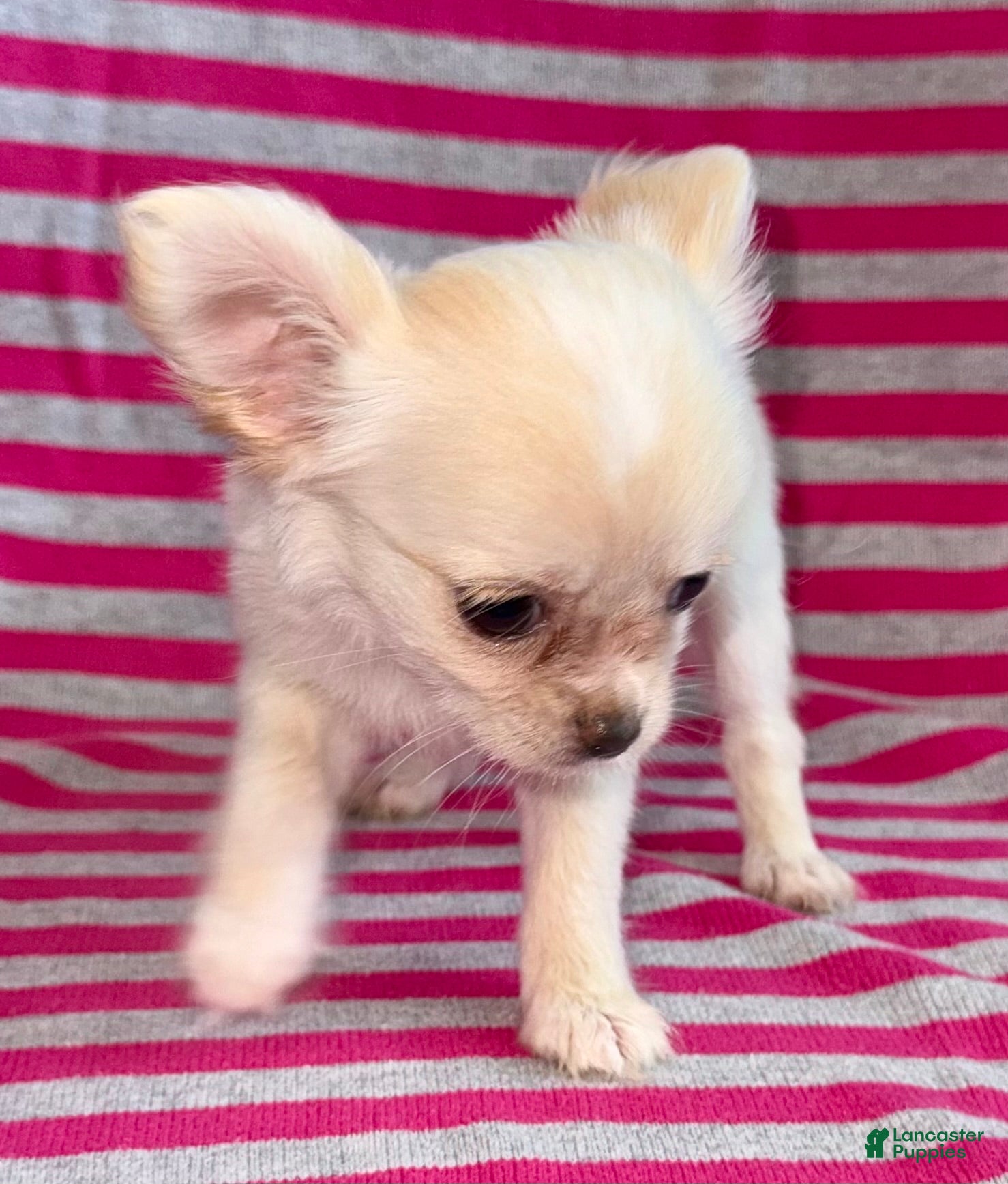 Chihuahua dogs Pearl - Ad 2