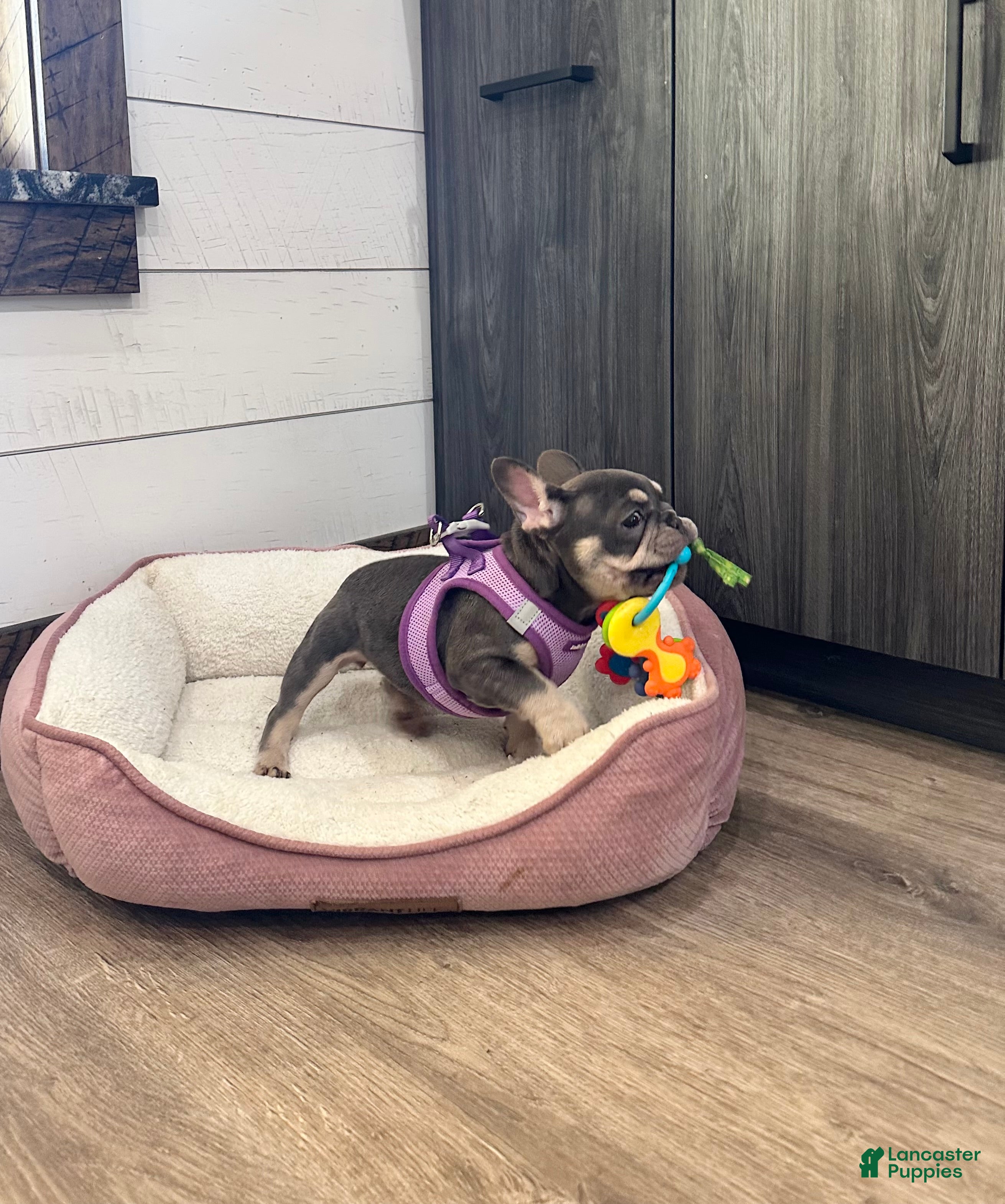French Bulldog dogs Ember - Ad 1