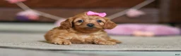 Cavapoo dogs for sale: Alexa - Ad 6