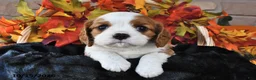 Cavalier King Charles Spaniel dogs for sale: Carter - Ad 1