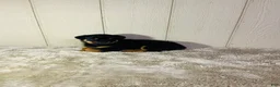 Rottweiler dogs for sale: Rottweiler 2 - Ad 14