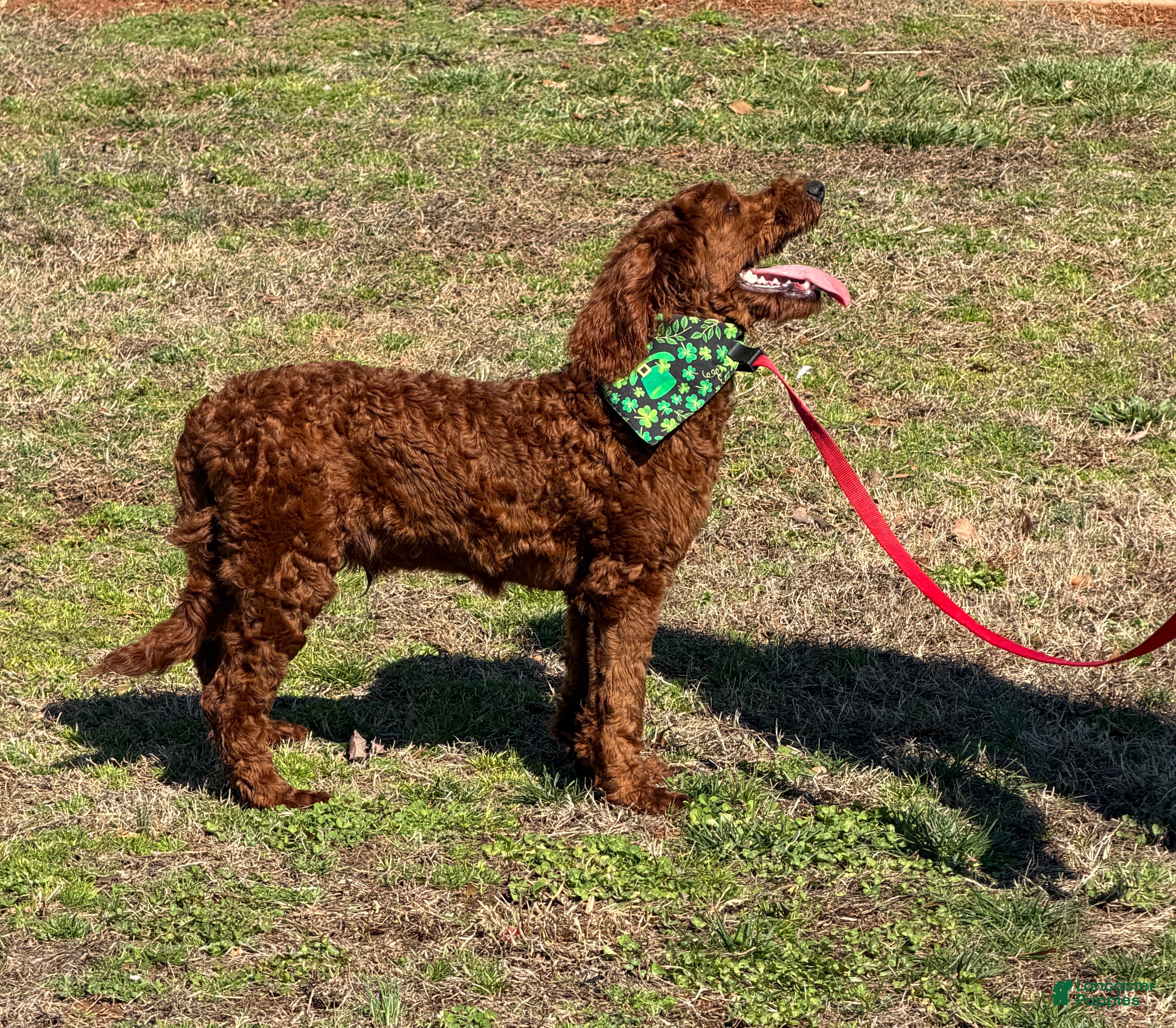 Mini Goldendoodle dogs Rip - Ad 2