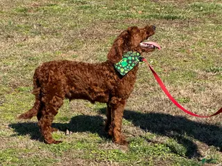 Mini Goldendoodle dogs Rip - Ad 29