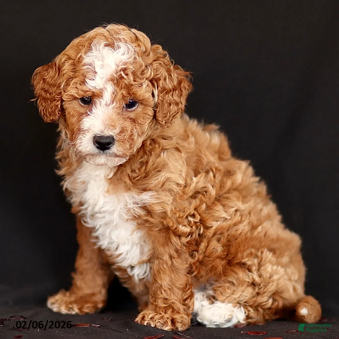 Mini Goldendoodle dogs for sale: Kory - Ad 2