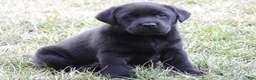 Labrador Retriever dogs for sale: Luke - Ad 11