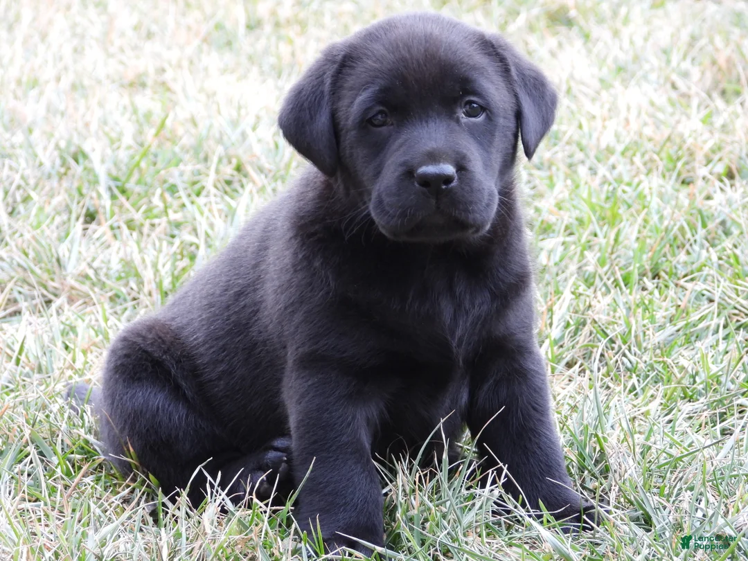Labrador Retriever dogs for sale: Luke - Ad 11