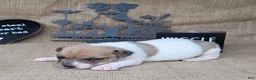 Jack Russell Terrier dogs for sale: JoJo - Ad 3