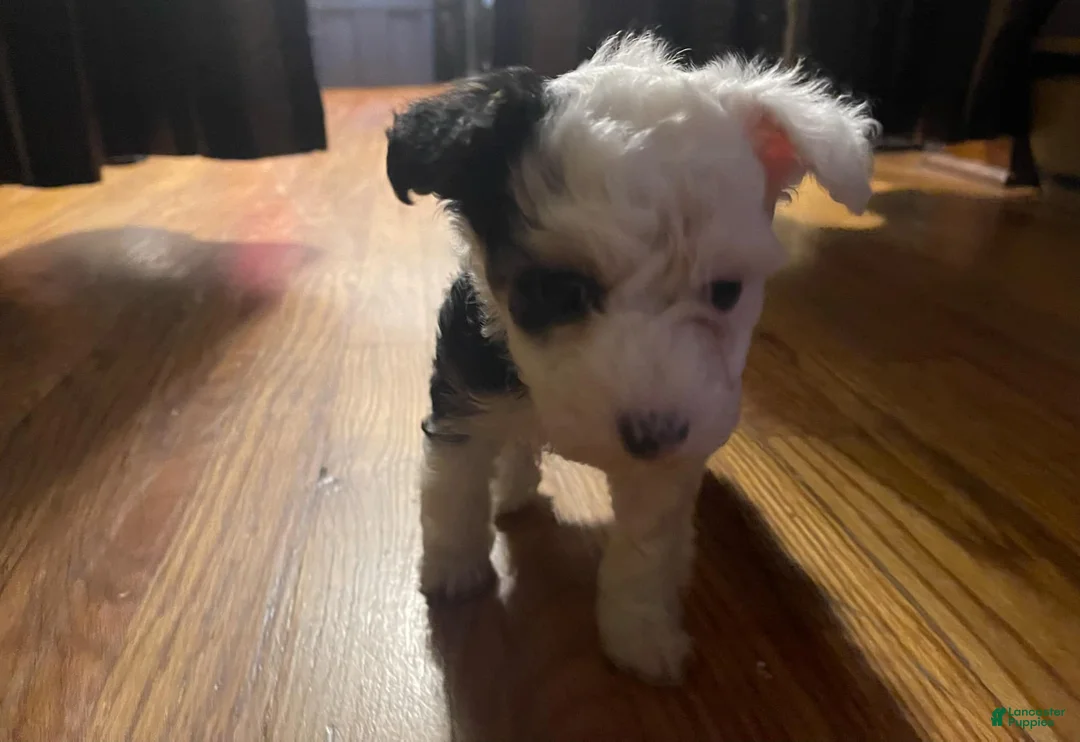 Chinese Crested dogs for sale: Chinese Crested Puppy  - Ad 2
