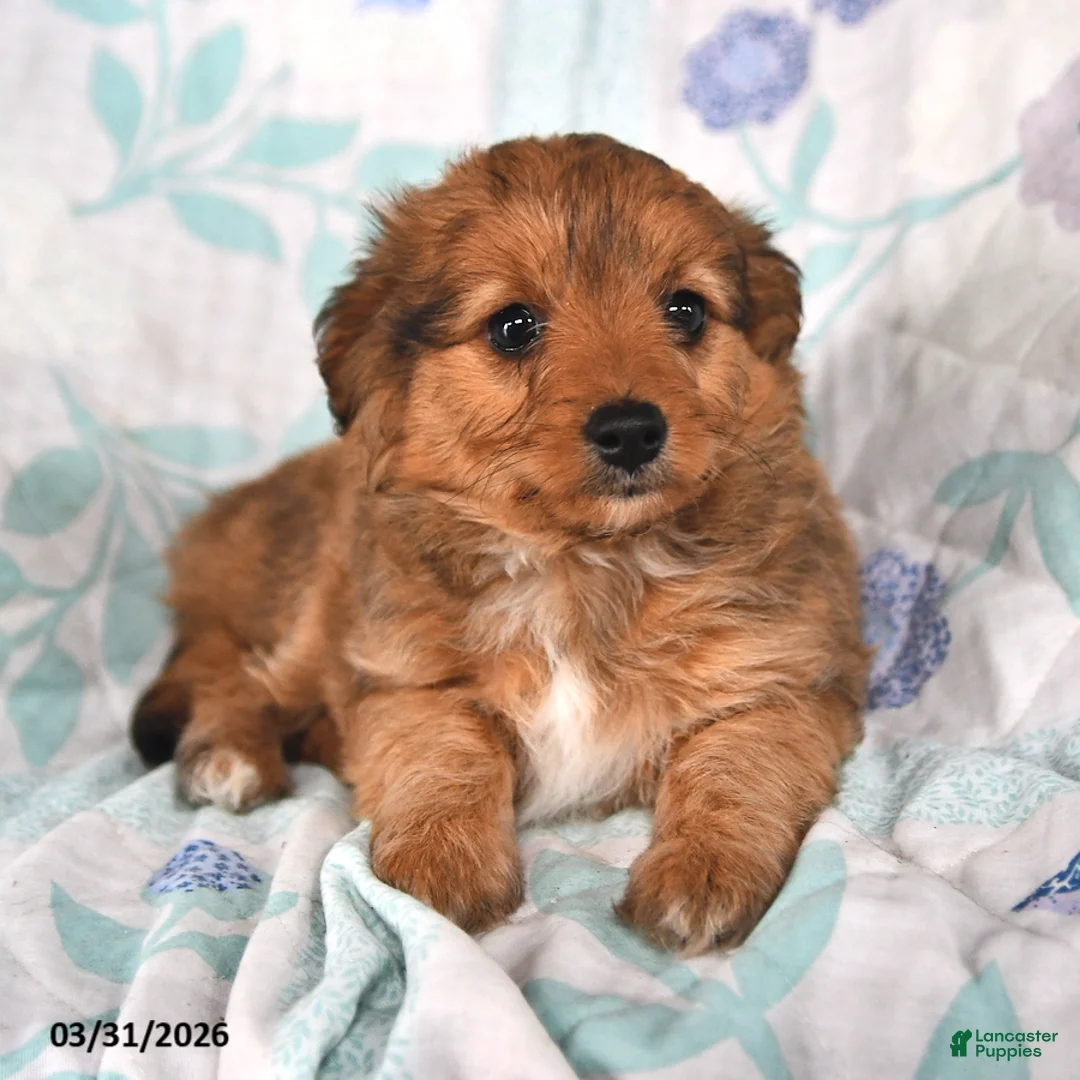 Mini Aussiedoodle dogs for sale: Molly - Ad 2