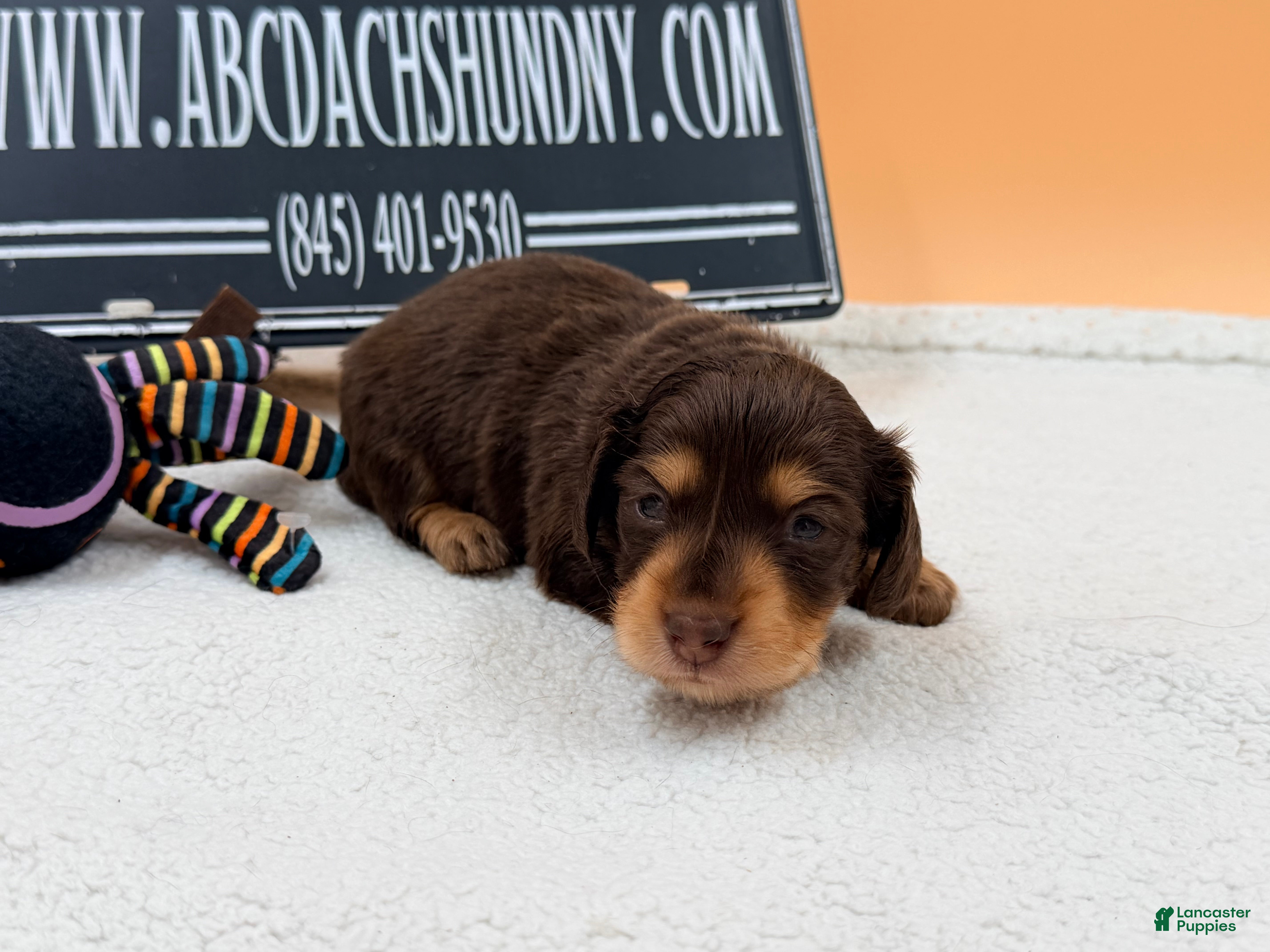 Miniature Dachshund dogs AKC Russian Chocolate & Tan - Ad 19