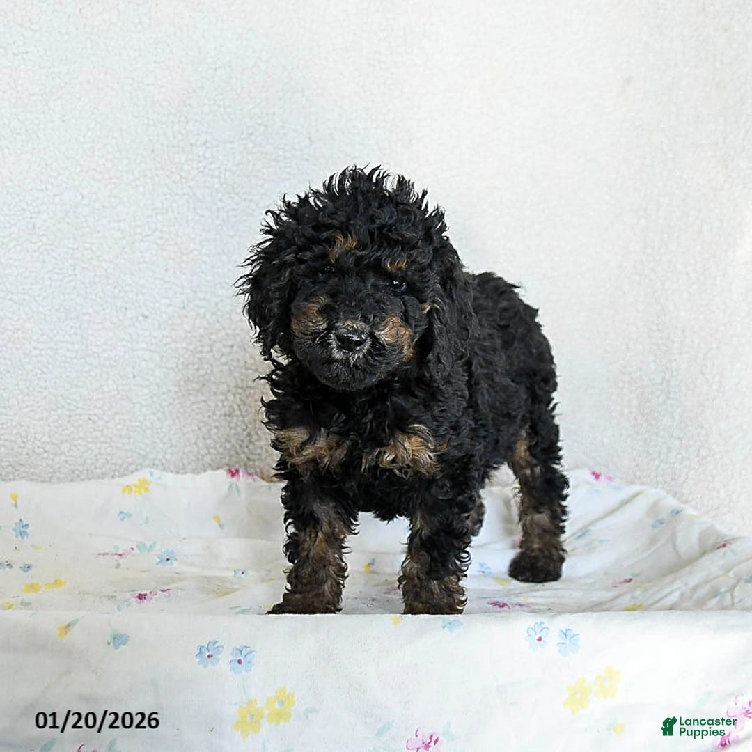 Standard Poodle dogs for sale: Meadow - Ad 2