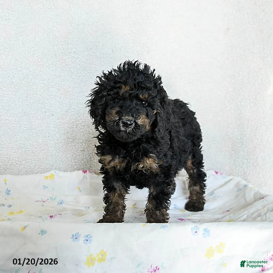 Standard Poodle dogs for sale: Meadow - Ad 2