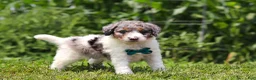 Mini Bernedoodle dogs for sale: Grady - Ad 4