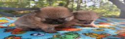 Pomeranian dogs for sale: Duke - Ad 14