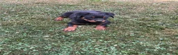 Rottweiler dogs for sale: Abby - Ad 5