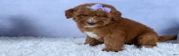 Mini Goldendoodle dogs for sale: 🐾 Meet Natasha – F2B Mini Goldendoodle Puppy 🐾 - Ad 16