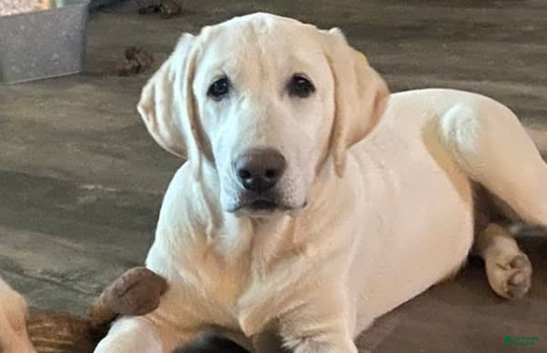 Gallery Image {{count}}