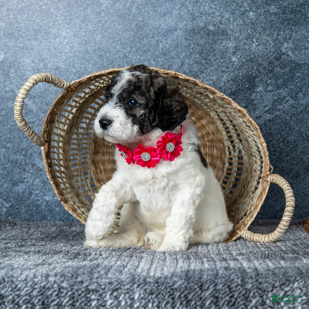 Goldendoodle dogs for sale: Ms. Flat White - Ad 2