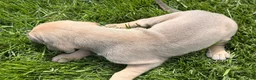 Great Dane dogs for sale: Sunshine  - Ad 5