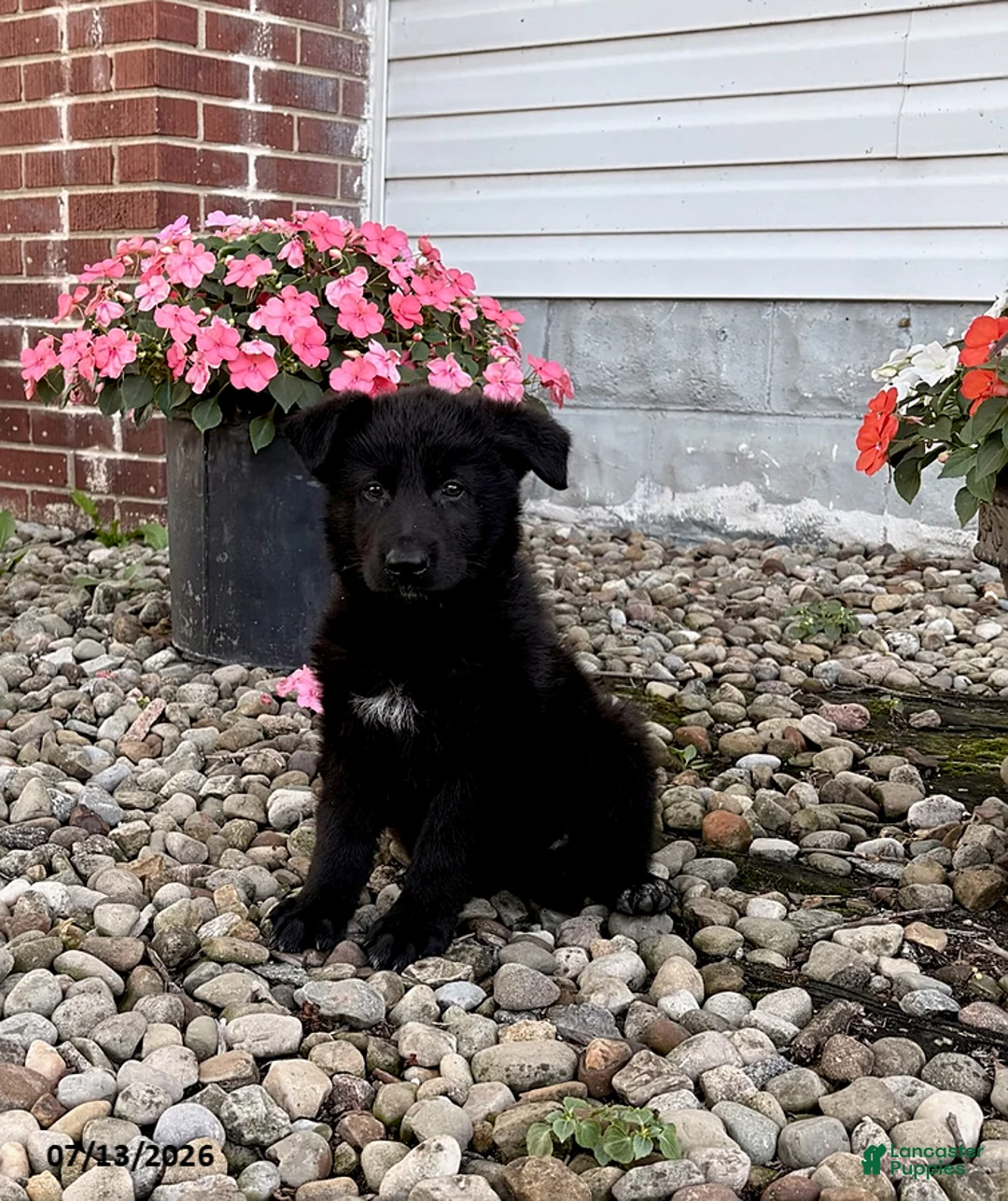 German Shepherd dogs for sale: Apex - Ad 1