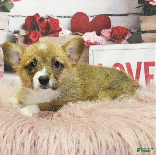 Welsh Corgi Pembroke dogs EL - Ad 2