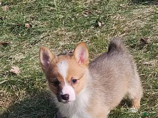 Mixed Breed dogs Reggie - Ad 22