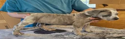 Mixed Breed dogs for sale: Hawks Mr Dewey - Ad 4