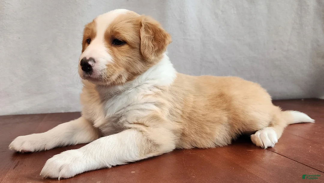 English Shepherd dogs for sale: Zo - Ad 2
