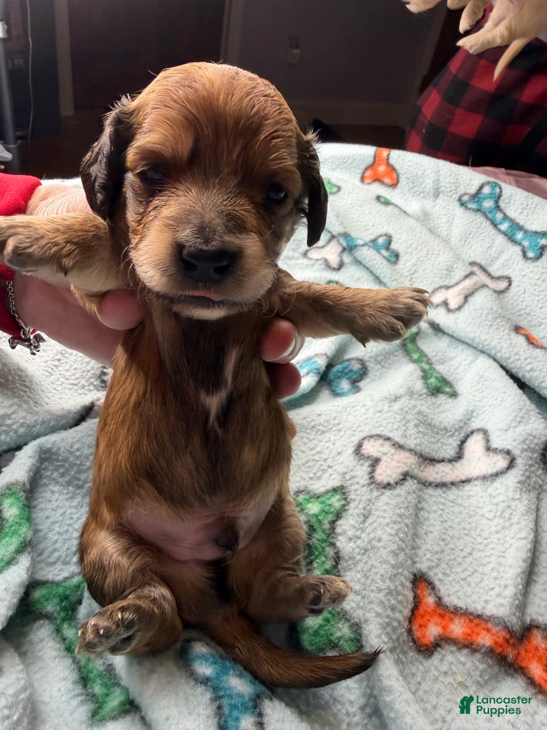 Miniature Dachshund dogs for sale: Cream/red  - Ad 3