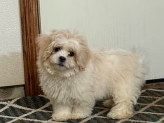 Teddy Bear dogs Candy - Ad 17