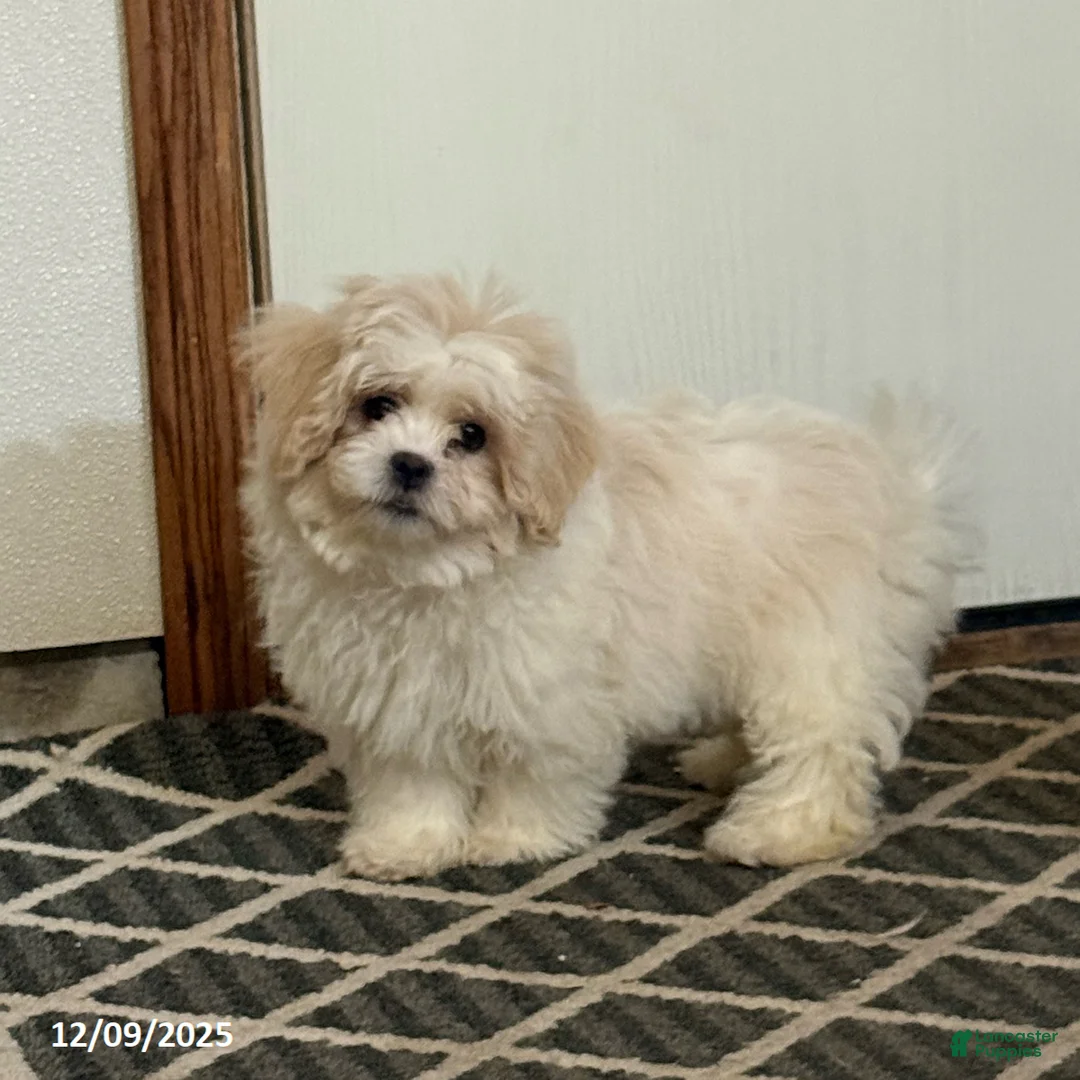 Teddy Bear dogs for sale: Candy - Ad 1