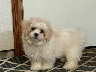 Teddy Bear dogs Candy - Ad 3