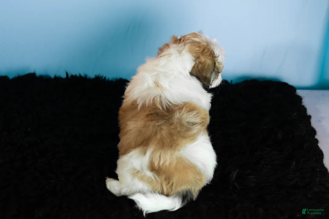 Teddy Bear dogs for sale: milo - Ad 7