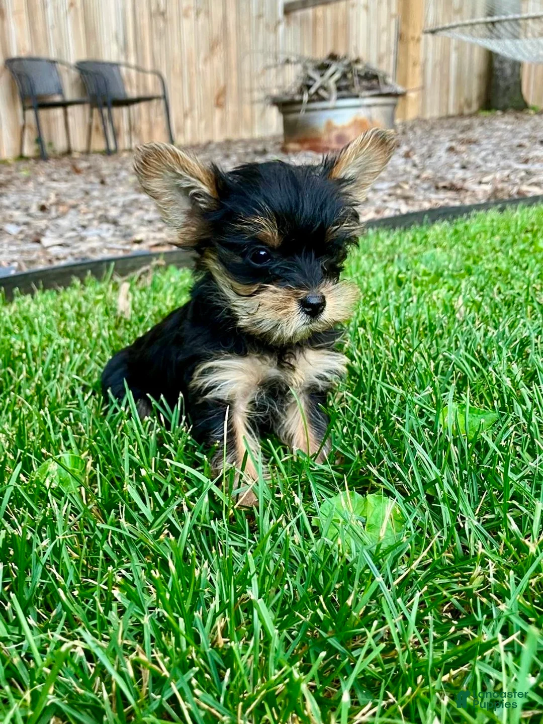 Yorkshire Terrier dogs for sale: Macy - Ad 2