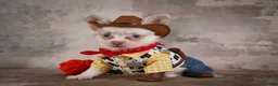 Chihuahua dogs for sale: Charlie - Ad 1