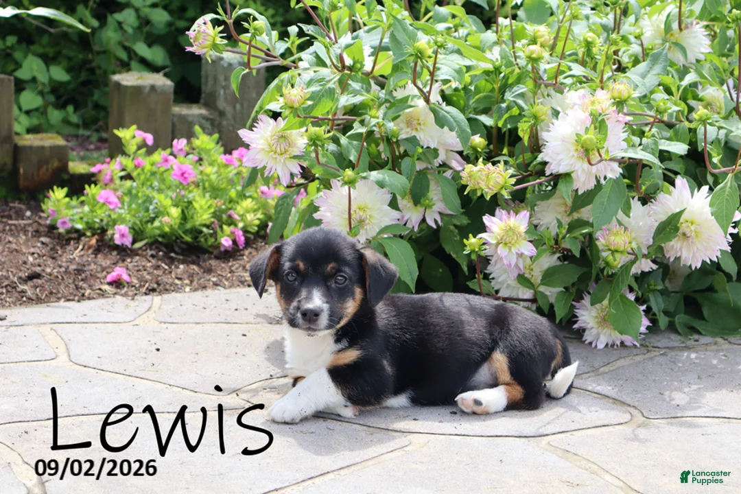 Mixed Breed dogs for sale: Lewis - Ad 1