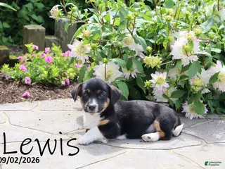 Mixed Breed dogs Lewis - Ad 42