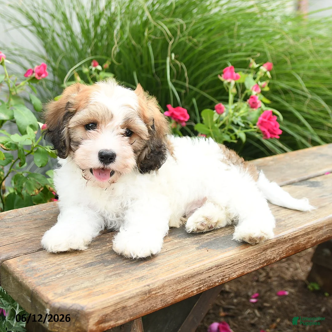 Cavachon dogs for sale: Teddy - Ad 3