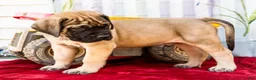 English Mastiff dogs for sale: Major - Ad 6