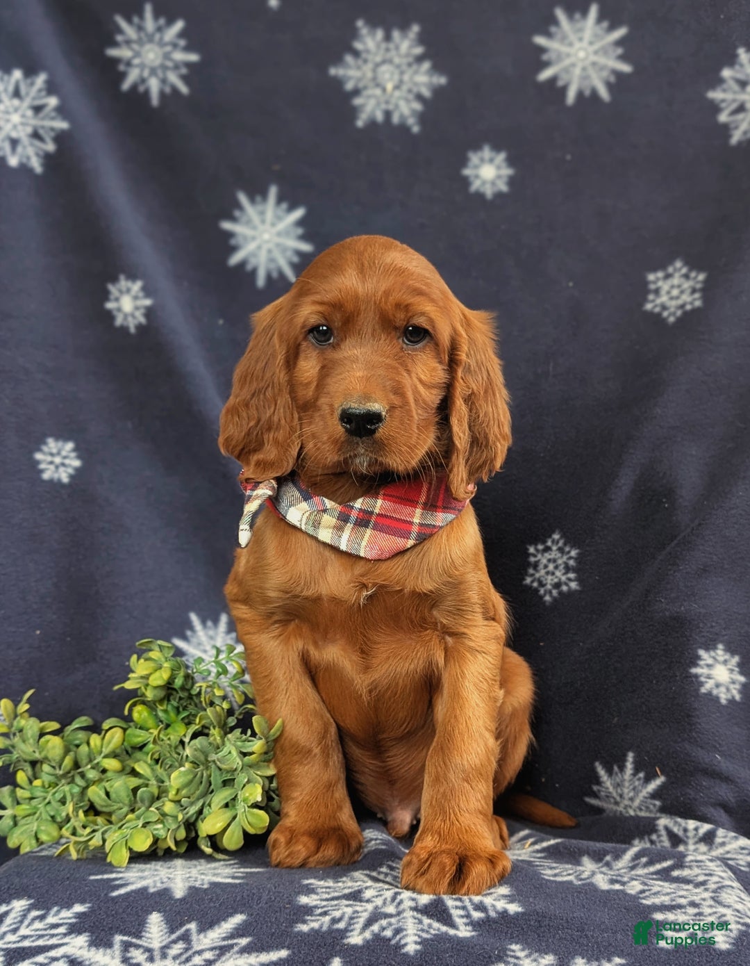 Irish Setter dogs for sale: Diesel - Ad 2