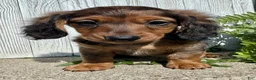 Miniature Dachshund dogs for sale: Jasmine - Ad 2