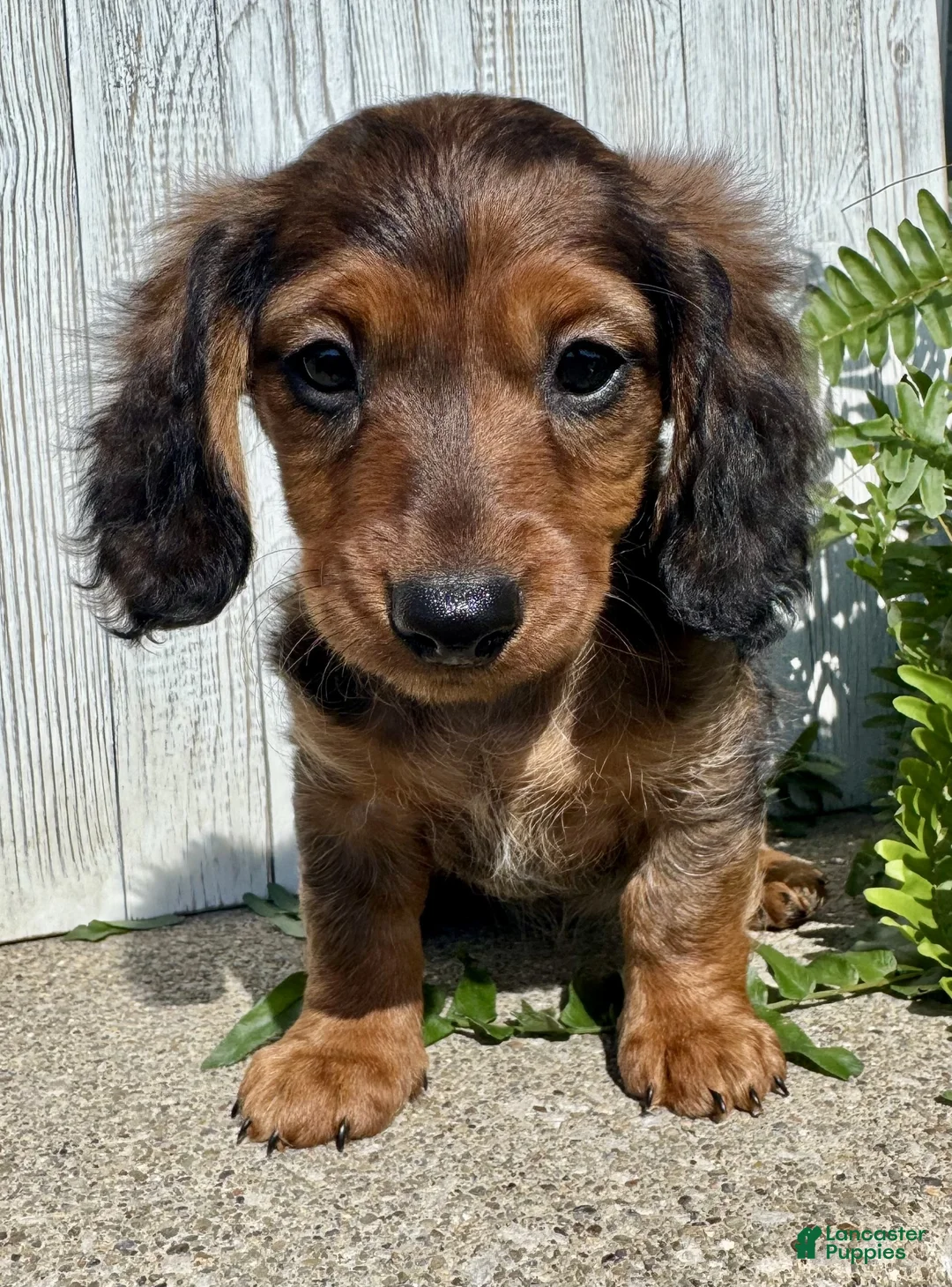Miniature Dachshund dogs for sale: Jasmine - Ad 2