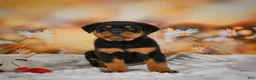 Rottweiler dogs for sale: Mason - Ad 8