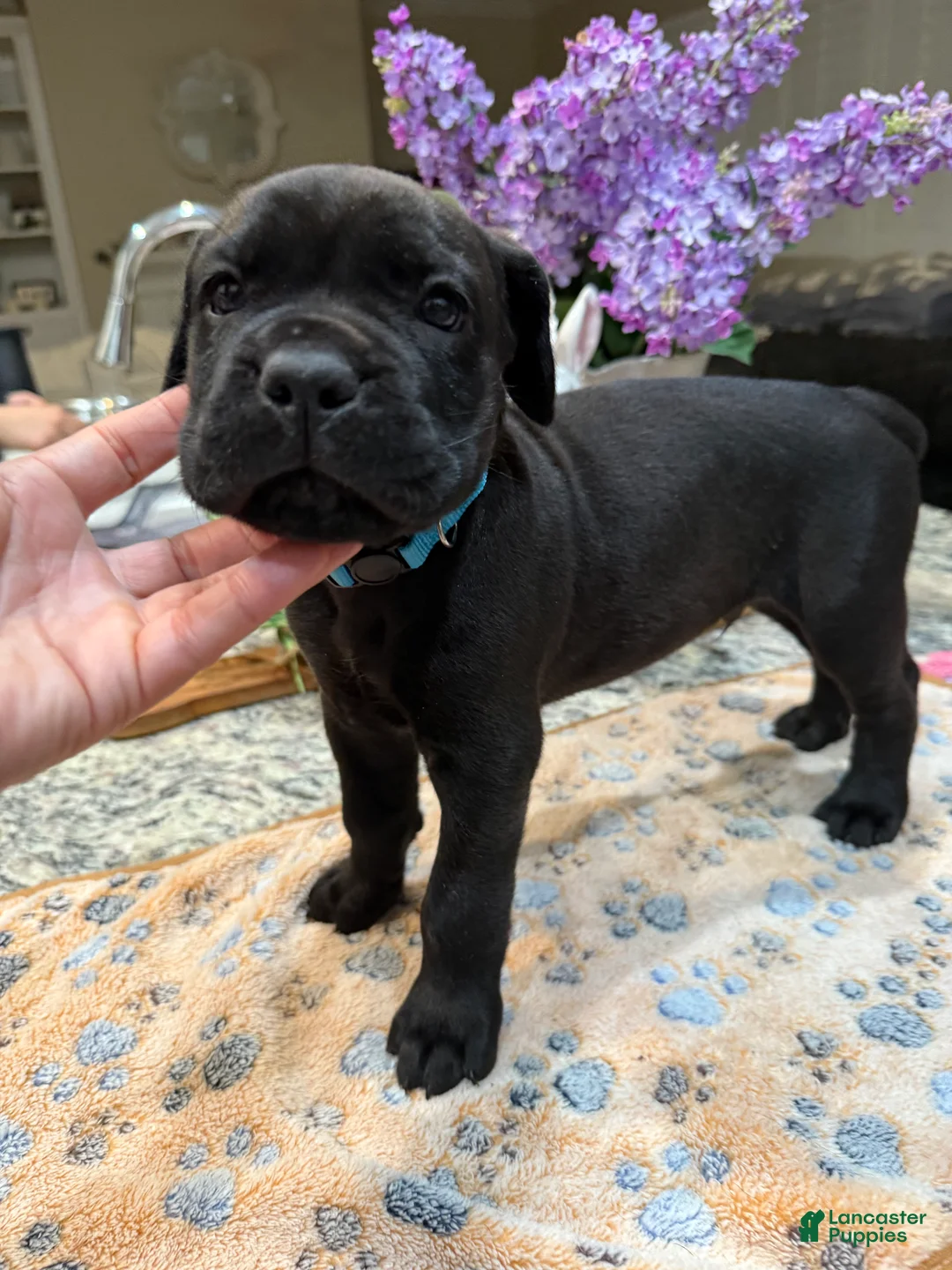 Cane Corso dogs for sale: Light Blue Collar: Male - Ad 1