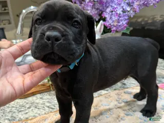 Cane Corso dogs Light Blue Collar: Male - Ad 14